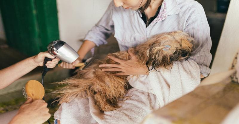 5 Benefits of Professional Pet Grooming Services