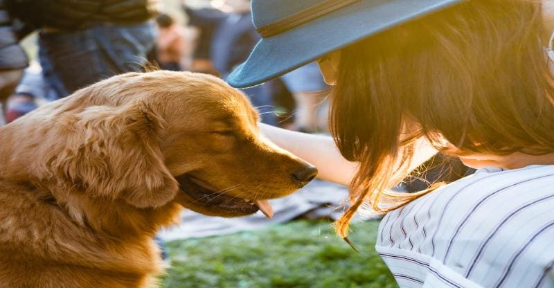 5 Benefits of Professional Pet Grooming Services